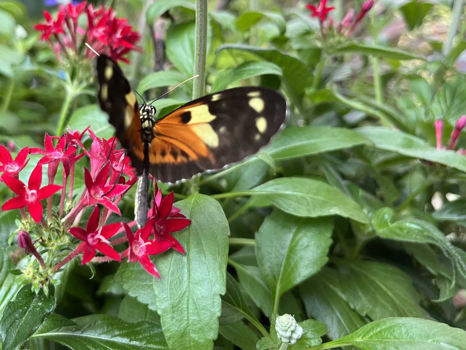 Key West Butterfly Key West Butterfly & Nature Conservatory